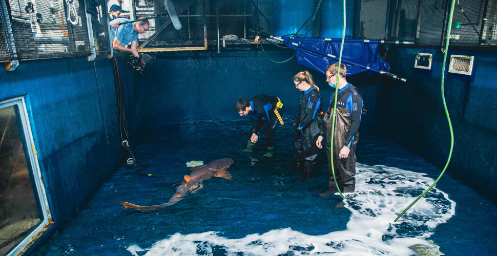 Shark at National Marine Aquarium